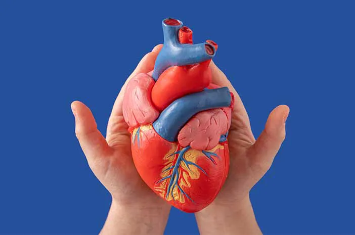 Kesehatan Kardiovaskular